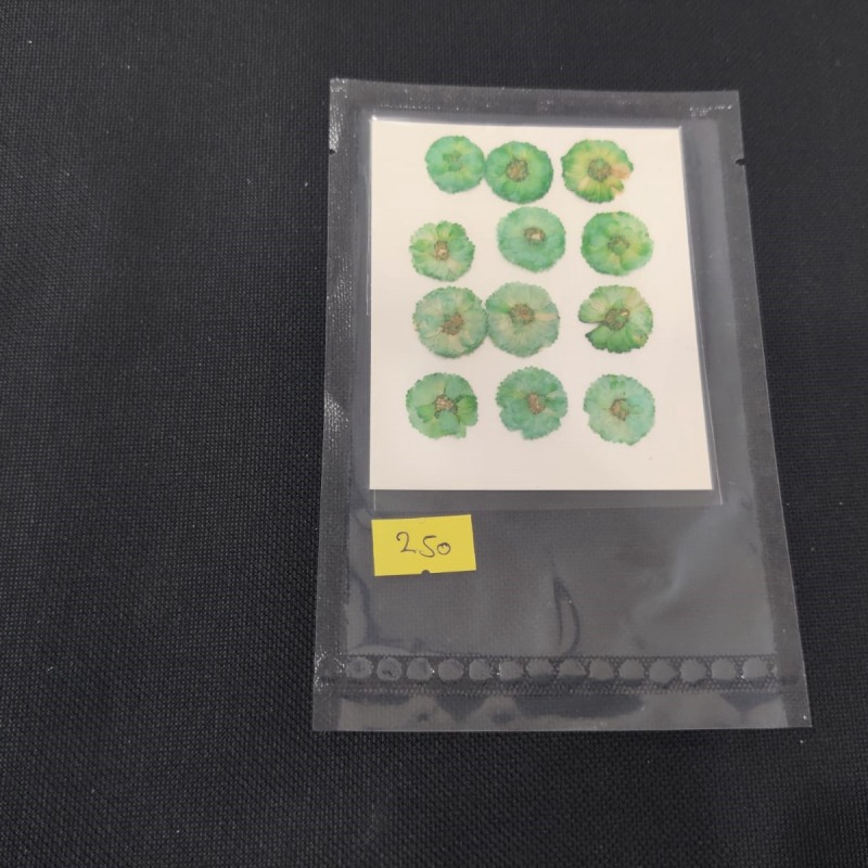 62282c5794e4b_1267_1503 Pressed Small Chrysanthemum - Light Green - Image 1