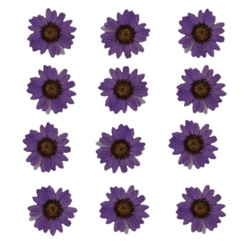 62282c5794e4b_1389_1652 Pressed Daisy Flower - Lilac