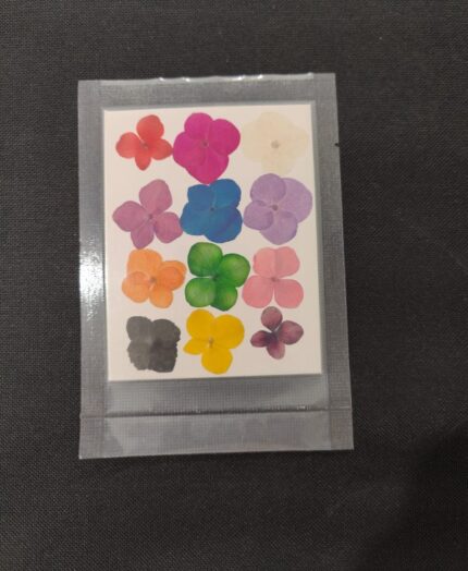 Mixed - Pressed Hydrangea Flower