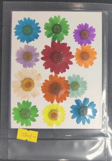 Pressed Mixed Daisy Flower 12 in 1