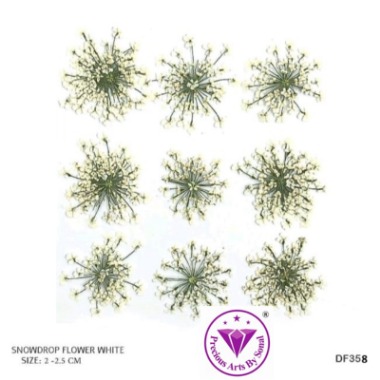 Pressed Lace Flower #8