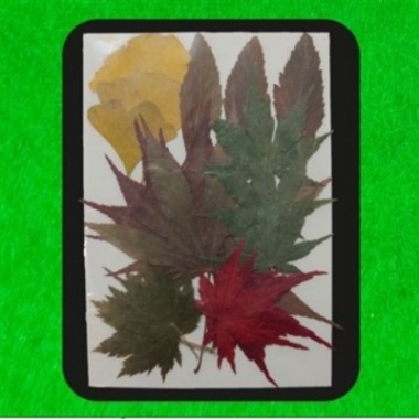 Pressed Mixed Flower 15