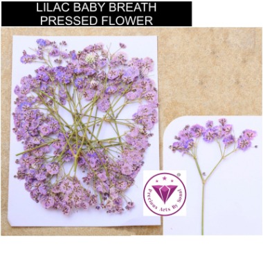 Lilac Pressed Baby Breath