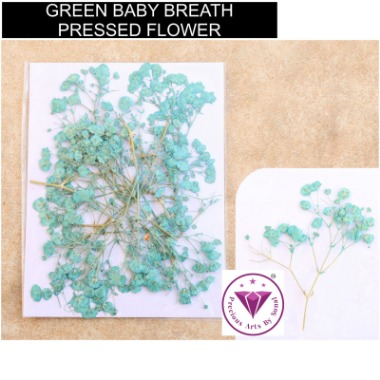 Green Pressed Baby Breath