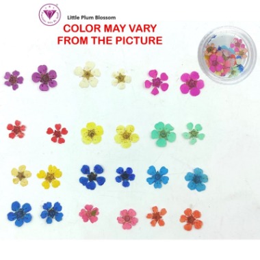 Pressed Little Plum Blossom