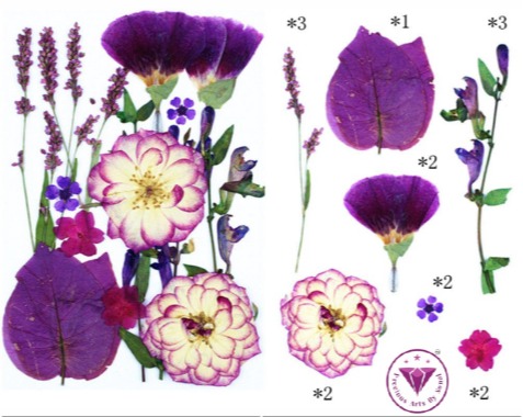 62282c5794e4b_4752_6049 Pressed Mixed Flower 51 - Image 1