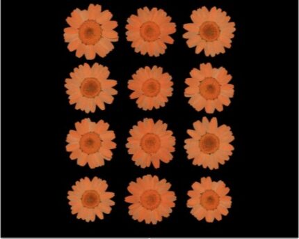 Tangerine Pressed Daisy Flower