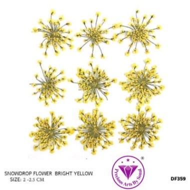 Pressed Lace Flower #9