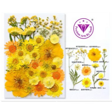 Pressed Mixed Flower 55