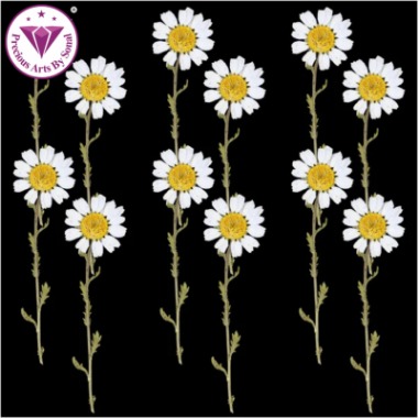 Pressed Daisy Flower With Branch - White