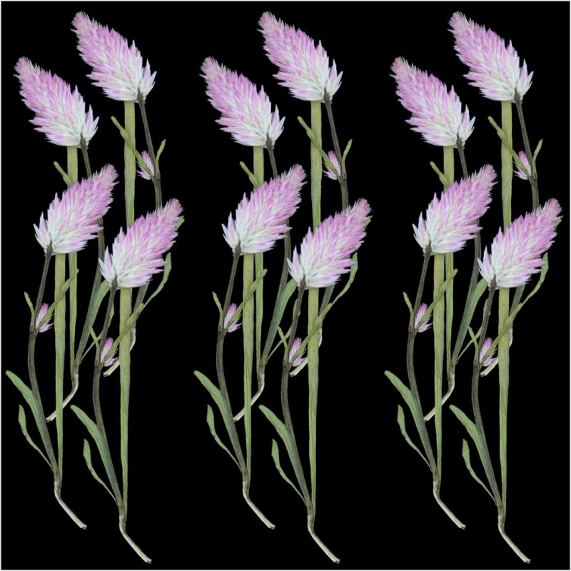 62282c5794e4b_6524_8234 Pressed Mixed Flower 60 - Image 1