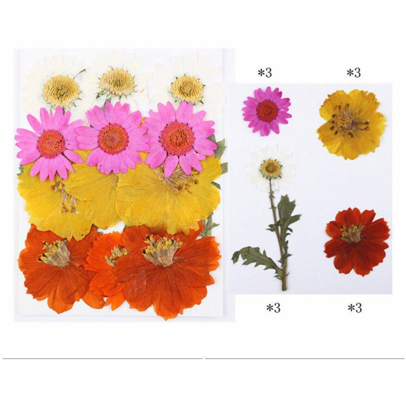 62282c5794e4b_7001_8784 Pressed Mixed Flower 64 - Image 1