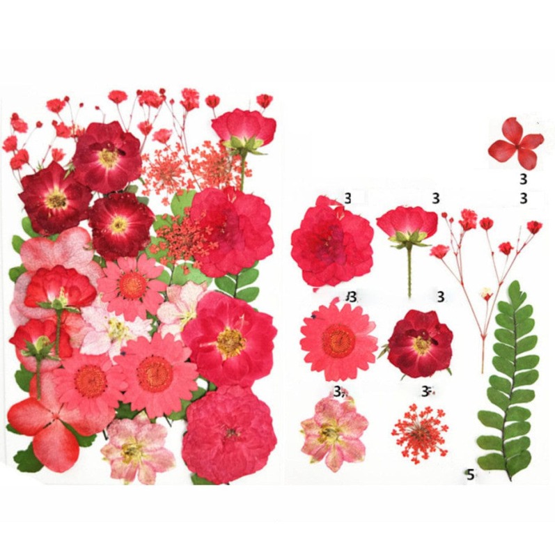 62282c5794e4b_7503_9533 29 In 1 Pressed Flowers - Image 1
