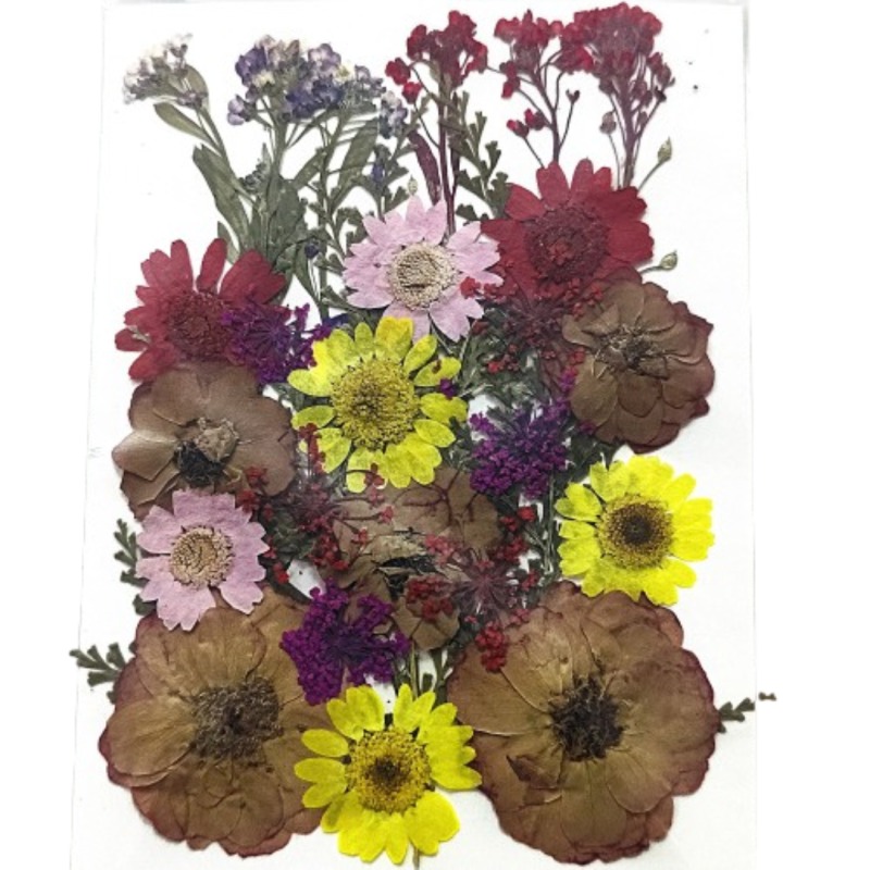 62282c5794e4b_7636_9693 Pressed Mixed Flower 71 - Image 1