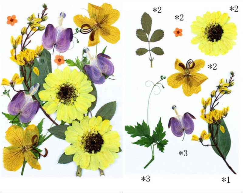 62282c5794e4b_7986_10041 Pressed Mixed Flower 73 - Image 1