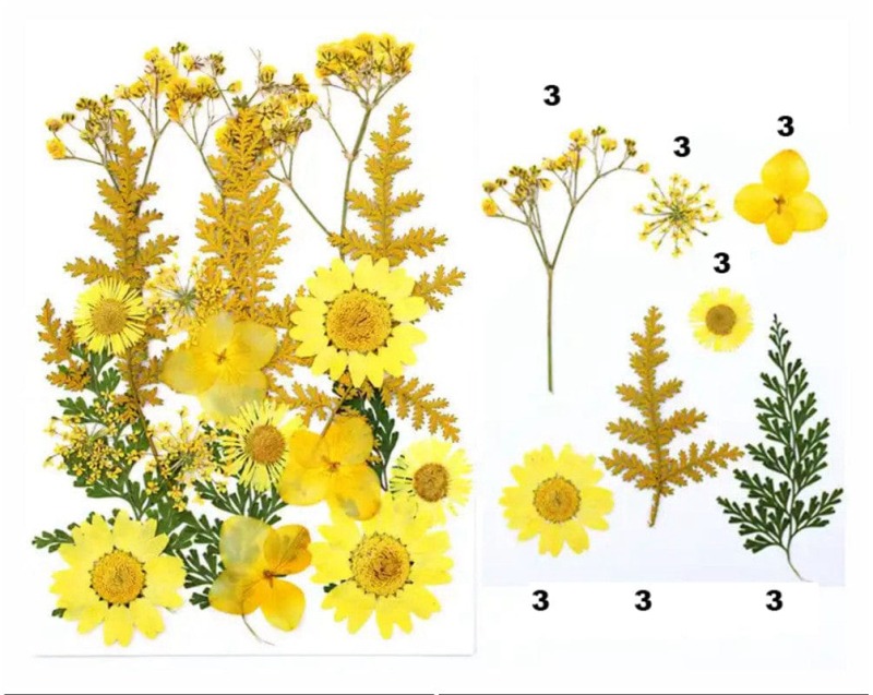 62282c5794e4b_7987_10043 Pressed Mixed Flower 74 - Image 1