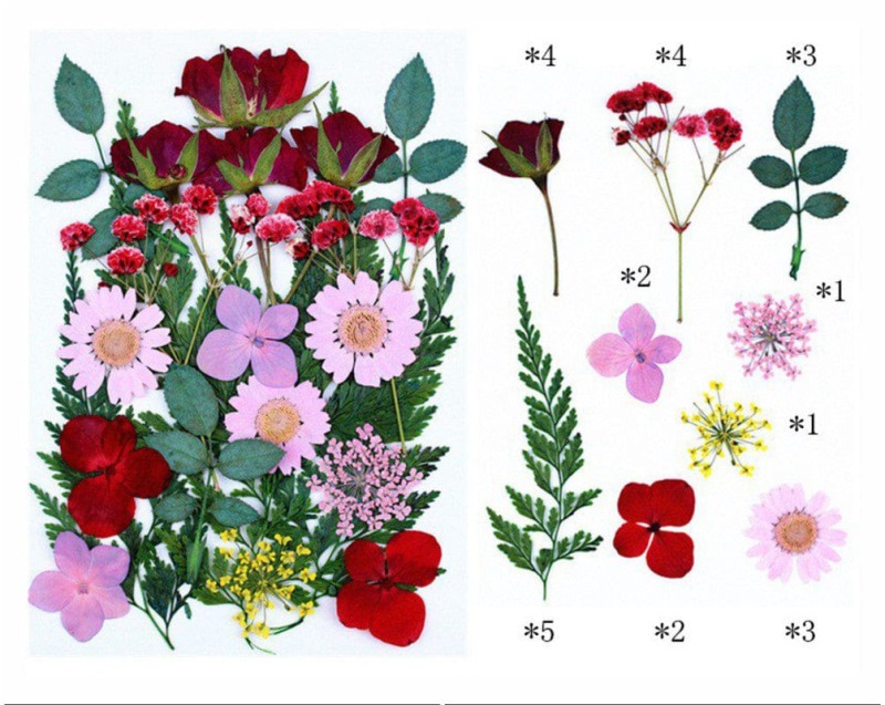 62282c5794e4b_7989_10044 Pressed Mixed Flower 75 - Image 1