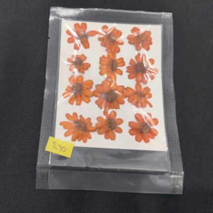 Pressed Zinnia Flower - Orange