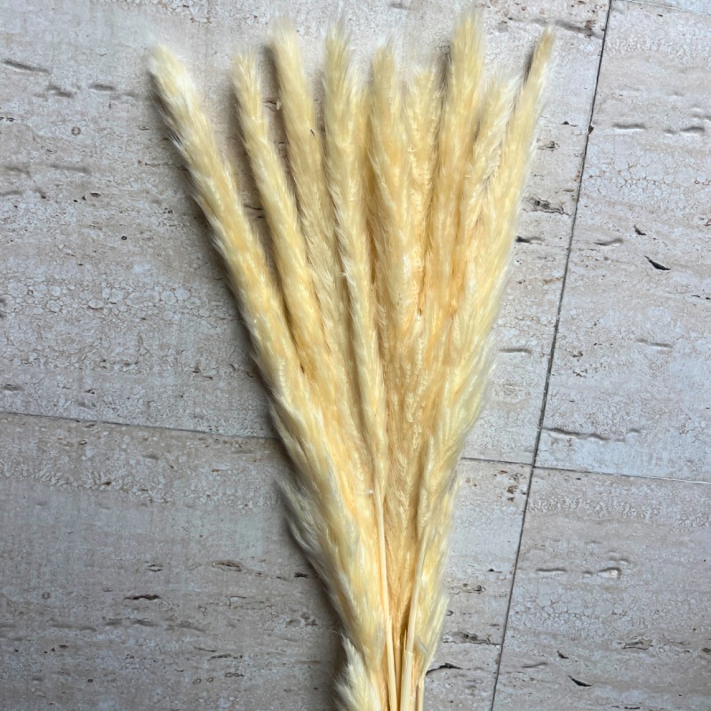 White Falling Pampas