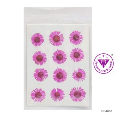 Pressed Chrysanthemum Flower #8