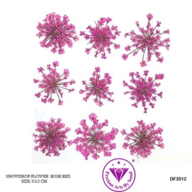 Pressed Lace Flower #12